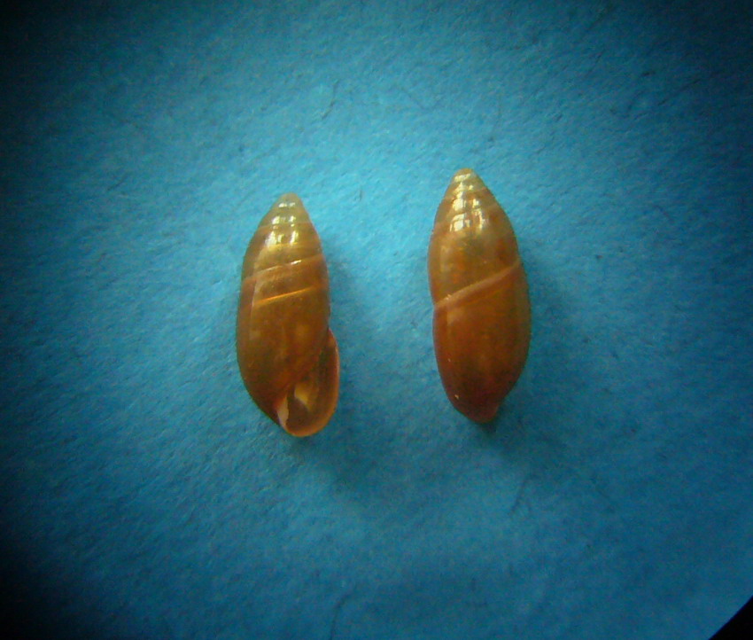 Ferussacia (Ferussacia) folliculus  e Caracollina lenticula